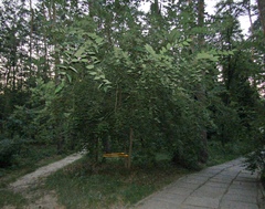 Celtis occidentalis