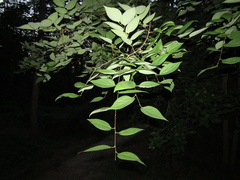 Celtis occidentalis