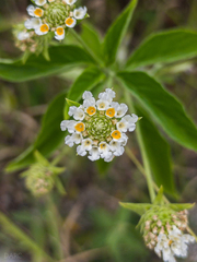 Lantana hirta