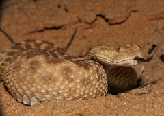 Cerastes vipera
