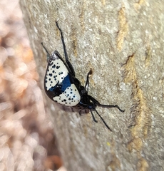 Cuphotes erotyloides