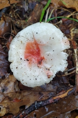 Russula mariae