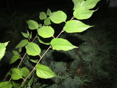 Celtis occidentalis