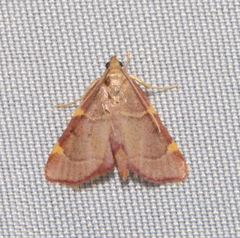 Hypsopygia binodulalis