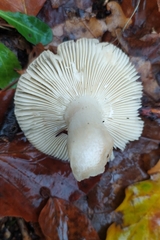 Russula mariae