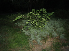 Celtis occidentalis