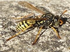 Polistes dominula