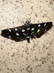 Bocchoris inspersalis