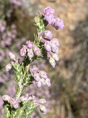 Erica oresigena