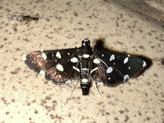Bocchoris inspersalis