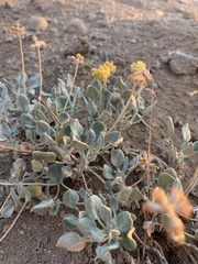 Eriogonum alexanderae