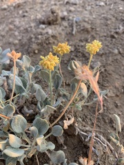 Eriogonum alexanderae
