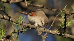 Cranioleuca pyrrhophia