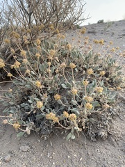 Eriogonum alexanderae