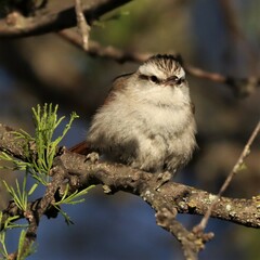 Cranioleuca pyrrhophia
