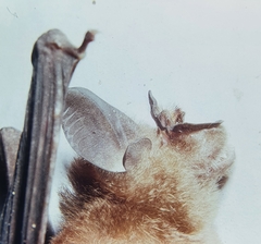 Rhinolophus creaghi