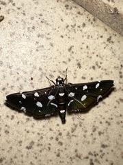 Bocchoris inspersalis