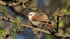 Cranioleuca pyrrhophia