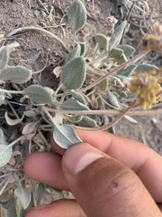 Eriogonum alexanderae
