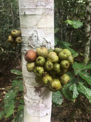 Ficus racemosa