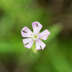 Silene secundiflora