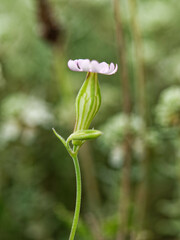 Silene secundiflora