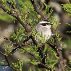 Microspingus torquatus