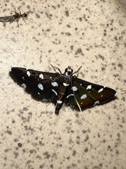 Bocchoris inspersalis