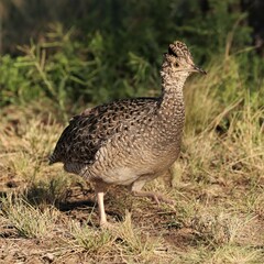 Nothoprocta cinerascens