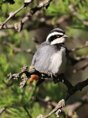 Microspingus torquatus