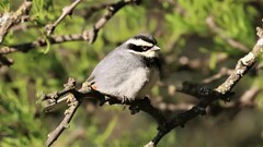 Microspingus torquatus