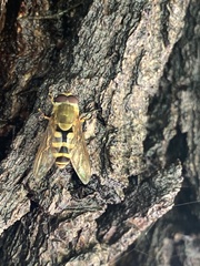 Syrphus reedi