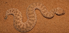 Cerastes vipera