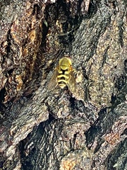 Syrphus reedi