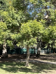 Koelreuteria bipinnata