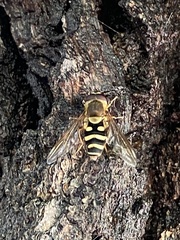 Syrphus reedi