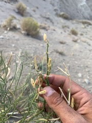Astragalus toanus