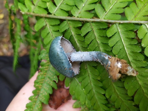 Golierovka zelenomodrá (Stropharia caerulea)