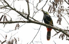 Selenidera maculirostris