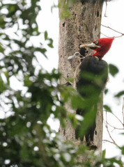 Campephilus robustus