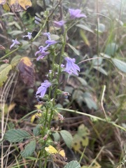 Lobelia