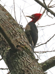 Campephilus robustus