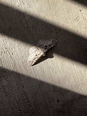 Iridopsis defectaria