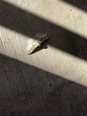 Iridopsis defectaria