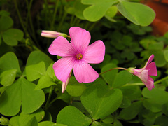 Oxalis articulata