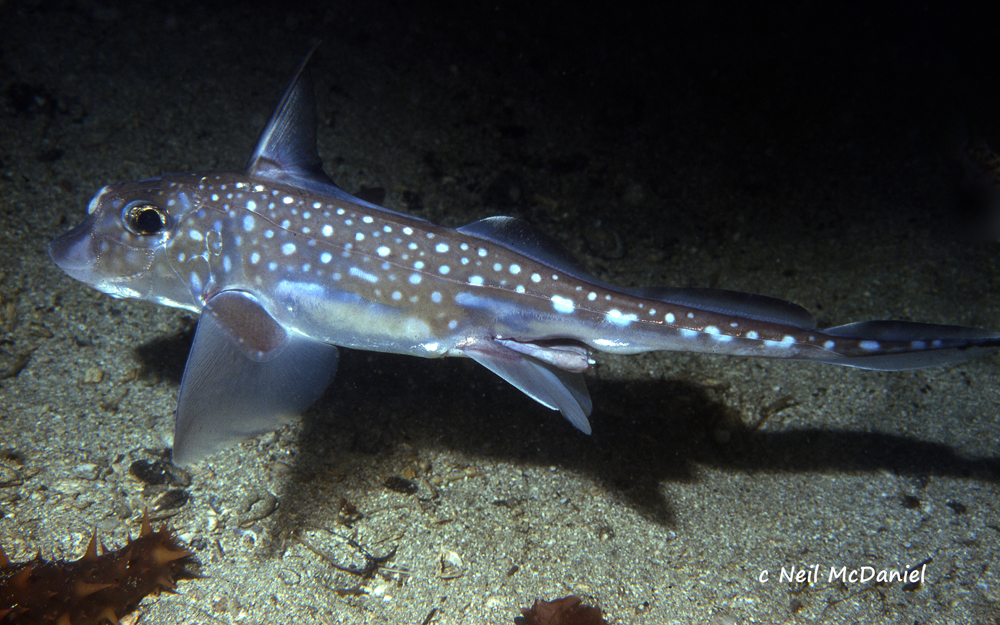 Spotted Ratfish from Beg Islet, Barkley Sound, BC, Canada on July 3 ...