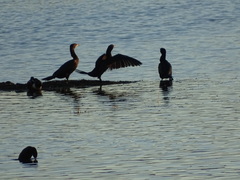 Nannopterum brasilianum