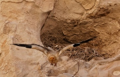 Neophron percnopterus