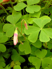 Oxalis articulata