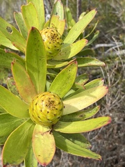 Leucadendron gandogeri
